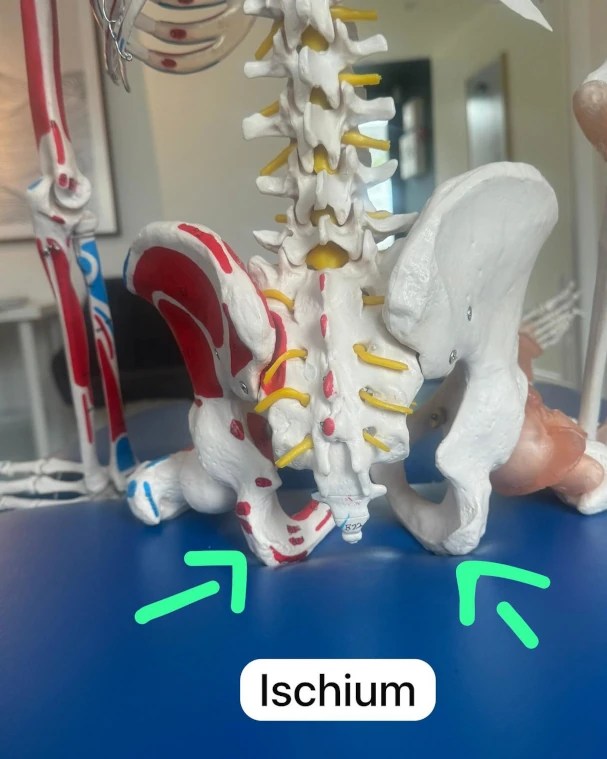 src-107040-ischium02 Spine and pelvis model highlighting the ischium, the sitting bones
